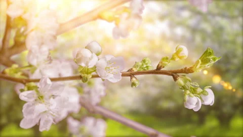 4K Time Lapse of flowering Cherry flowers on black background. Spring timelapse Stock Footage 236504377