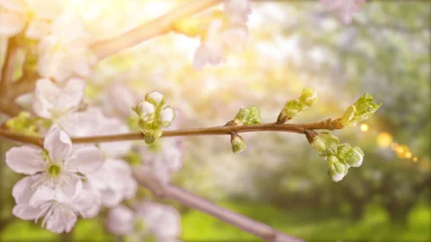 4K Time Lapse of flowering Cherry flowers on black background. Spring timelapse Stock Footage 237146704