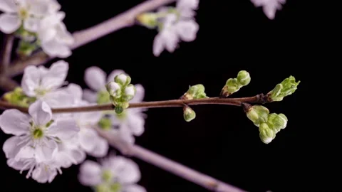 4K Time Lapse of flowering Cherry flowers on black background. Spring timelapse Stock Footage 238724881