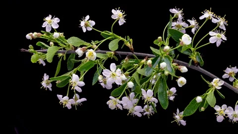 4K Time Lapse of flowering Cherry flowers on black background. Spring timelapse Stock Footage 242407828