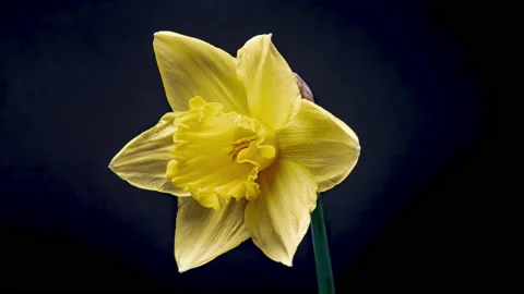 4K Time Lapse of flowering daffodil Stock Footage 151830613
