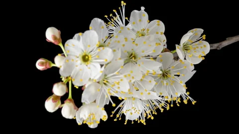4K Time Lapse flowering flowers of cherry plum Stock Footage 260230087