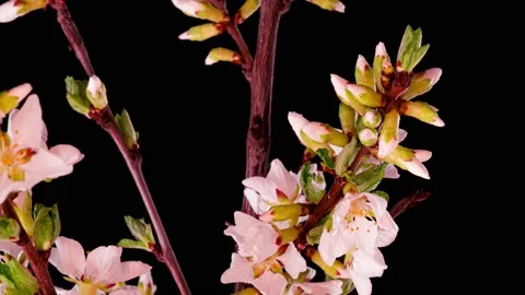 4K Time Lapse of flowering white Cherry flowers on black background. Spring Stock Footage 153979770