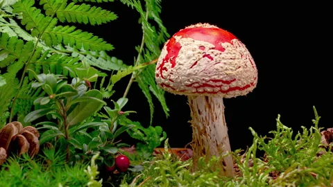 4K Time Lapse of Fly Agaric mushroom Stock Footage 164713664