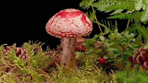 4K Time Lapse of Fly Agaric mushroom Stock Footage 168928361