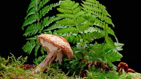 4K Time Lapse of Fly Agaric mushroom Stock Footage 202559627