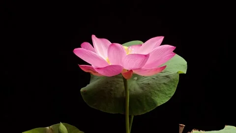 4K time Lapse footage of blooming pink lotus flower Stock Footage