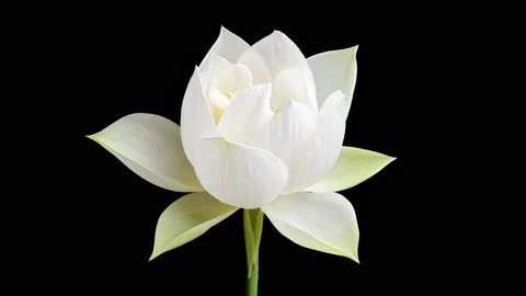 4K time Lapse footage of blooming white lotus flower Stock Footage
