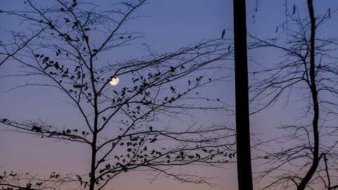 4K time lapse footage of full moon setting down between tree forest Stock Footage 101601950