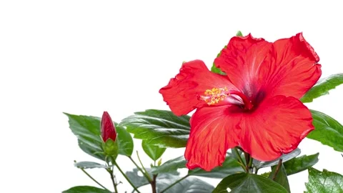 4K time-lapse footage of a red hibiscus blooming against a white background. Stock Footage 333175794