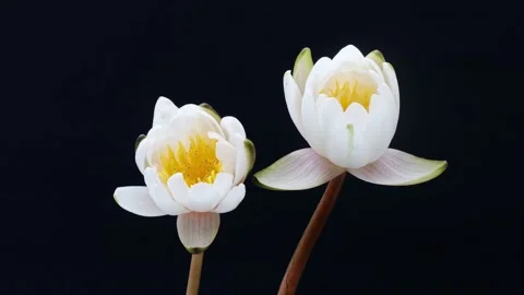 4K time Lapse footage of two blooming white waterlily flowers Stock Footage 154020977