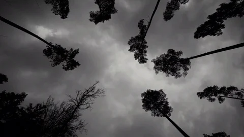 4K Time Lapse Forest Woods Zenith Panning Clouds Stock Footage 73504222