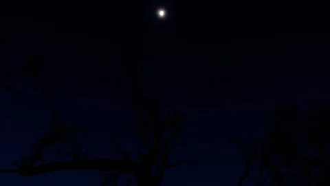 4K time lapse of Full moon at night rising between tree forest Stock Footage 102438253