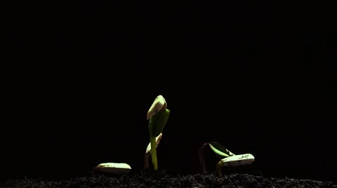 4K Time-lapse of germinating sunflower seeds Stock Footage 40076412
