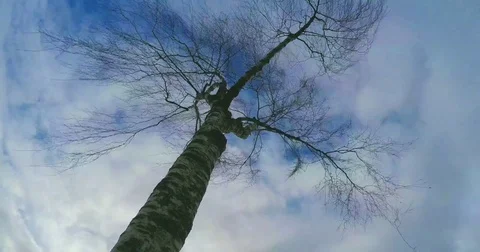 4K time lapse grey clouds looking up the trunk of a silver birch tree in th w Stock Footage 82793612