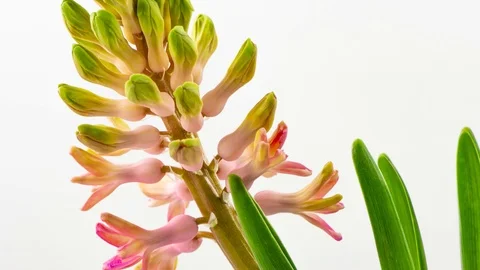 4K Time lapse of growing and opening buds of a beautiful hyacinth flower on w Video stock 125979272