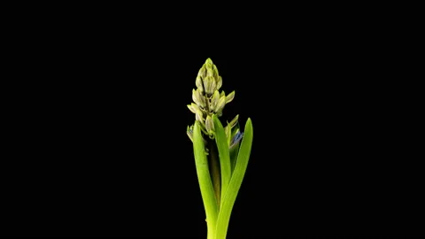 4K Time Lapse of growing and opening pink Hyacinth flower, isolated on black Stock Footage 152245792