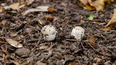   4K Time Lapse of growing fresh champignon mushrooms in the forest, from the gr Stock Footage 254689841