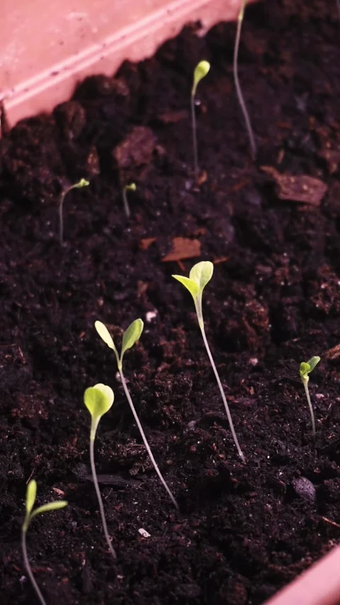 4K Time-Lapse of Growing Salad Saplings Turning Towards Light Stock Footage 286355904
