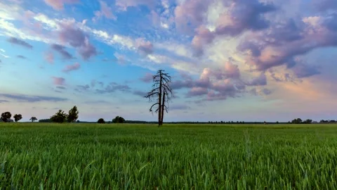 4k time lapse landscape with lonely old tree on green summer field. Stock Footage 154367973
