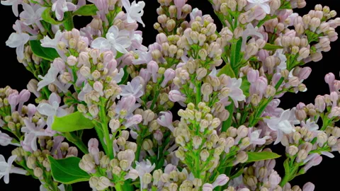 4K Time Lapse of Lilac blooming Stock Footage 154245286