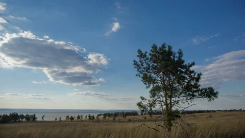 4K Time Lapse of  Lone standing pine tree foreground in focus of the afternoon Stock Footage 77538795
