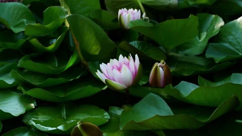 4K Time lapse lotus opening. The water lily blooming in the pond is surrounded Video stock 147180226