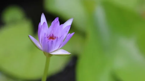 4K time lapse lotus petals is opening on morning time Stock Footage 63473301