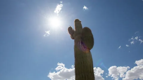 4K Time lapse low angle view of the sun beaming down on a Saguaro cactus Stock Footage 146755854