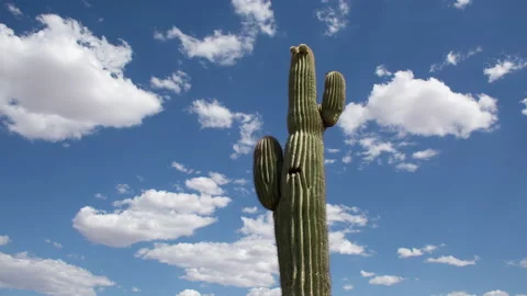 4K Time lapse low angle view of a Saguaro cactus in a blue sky with puffy clouds Stock Footage 146756111