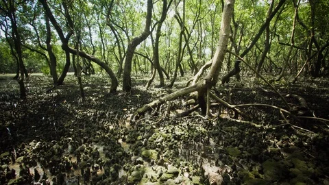 4K Time lapse of mangrove environment changing Stock Footage 89442506