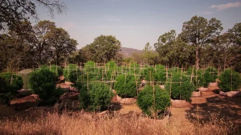 4K Time Lapse Of Marijuana Plants On Farm 1 Stock Footage 79178766