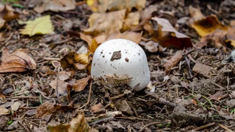 4K Time Lapse, Meadow Champignon or common champignon grows from a small to a la Stock Footage 255244480