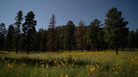 4K time lapse of moonlight illuminating yellow wildflowers in a forest field Stock Footage 159525589