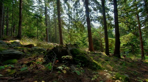 4K Time lapse, Moss On The mountain Forest Rocks. HDR Time Lapse Video stock 54096964