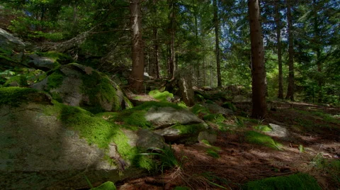 4K Time lapse, Moss On The mountain Forest Rocks. HDR Time Lapse Stock Footage 54097032