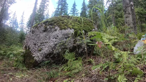 4K time-lapse in motion big rock rock in grass and fern with garbage Stock Footage 95769097