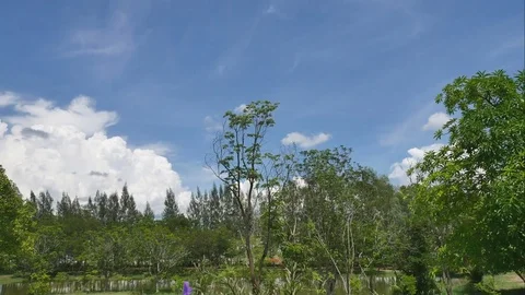4K Time-lapse the movements of clouds,tree and river Stock Footage 76441753