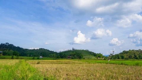 4K Time lapse of moving clouds over organic paddy fields at Bario. Zoom In Stock Footage 89202594