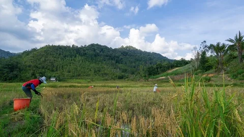 4K Time lapse of moving clouds over organic paddy fields at Bario. Zoom In Stock Footage 89216560