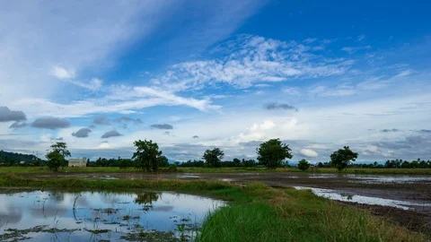 4K Time lapse of moving clouds over paddy fields Stock Footage 95113961
