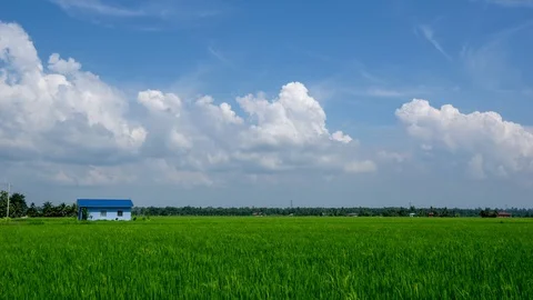 4K time lapse of moving clouds over paddy field at rural area of Selangor. Stock Footage 98541167