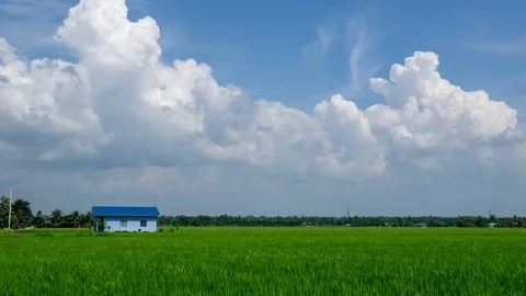 4K time lapse of moving clouds over paddy field at rural area of Selangor. Zoom Stock Footage 98541169