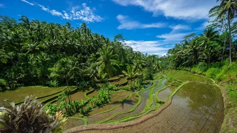 4K Time lapse of moving clouds over beautiful rice terraces in Bali. Stock Footage 102615542