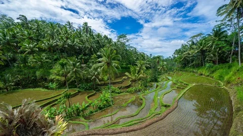 4K Time lapse of moving clouds over beautiful rice terraces in Bali. Stock Footage 102615582