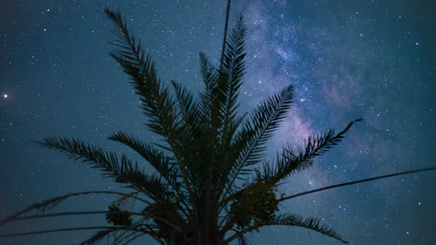 4K Time lapse of night sky milky way passing dates palm tree in desert. Stock Footage 238600108