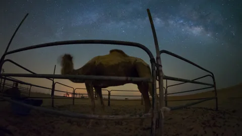 4K Time lapse of night sky milky way motion dark universe in camel in farm Stock Footage 238602106