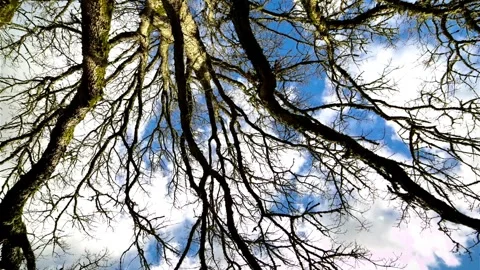 4K Time-Lapse of an Oak Tree Gracefully Swaying Against the Blue Sky Stock Footage 248161115
