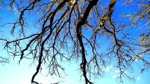 4K Time-Lapse of an Oak Tree Gracefully Swaying Against the Blue Sky Stock Footage 248162158