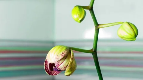 4K Time-lapse of opening Phalaenopsis  orchid leopard magenta color Stock Footage 70419734